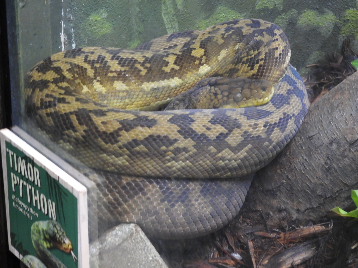 08/12/25 - Timor Python (Malayopython timoriensis)