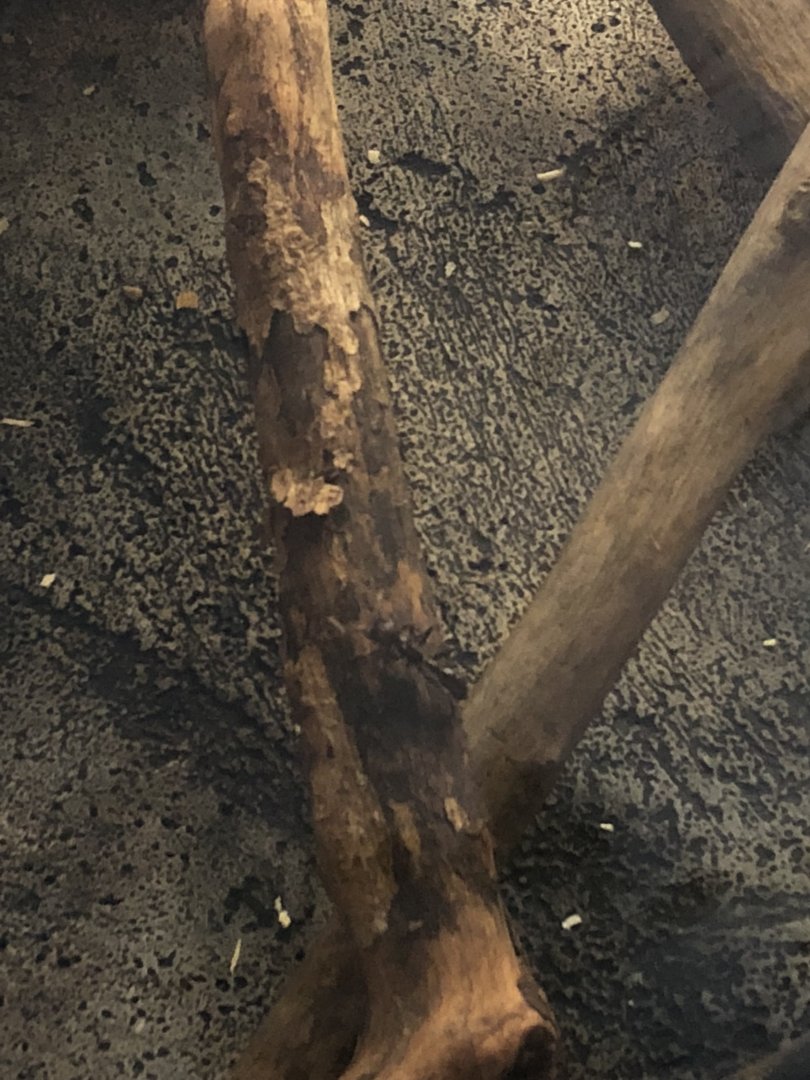 08/15/2018 -  Bullet Ant (Paraponera clavata)