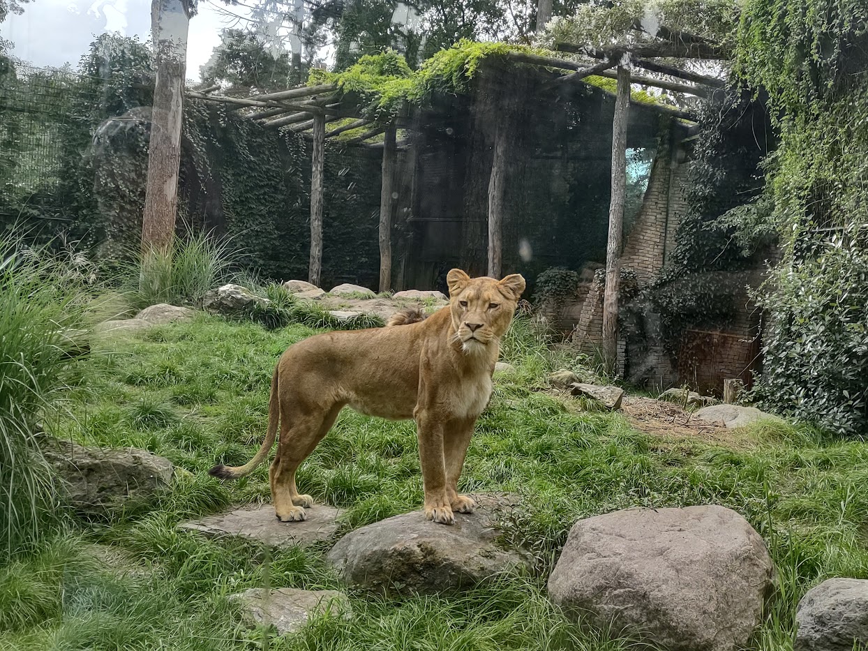 08-2021 African Lioness