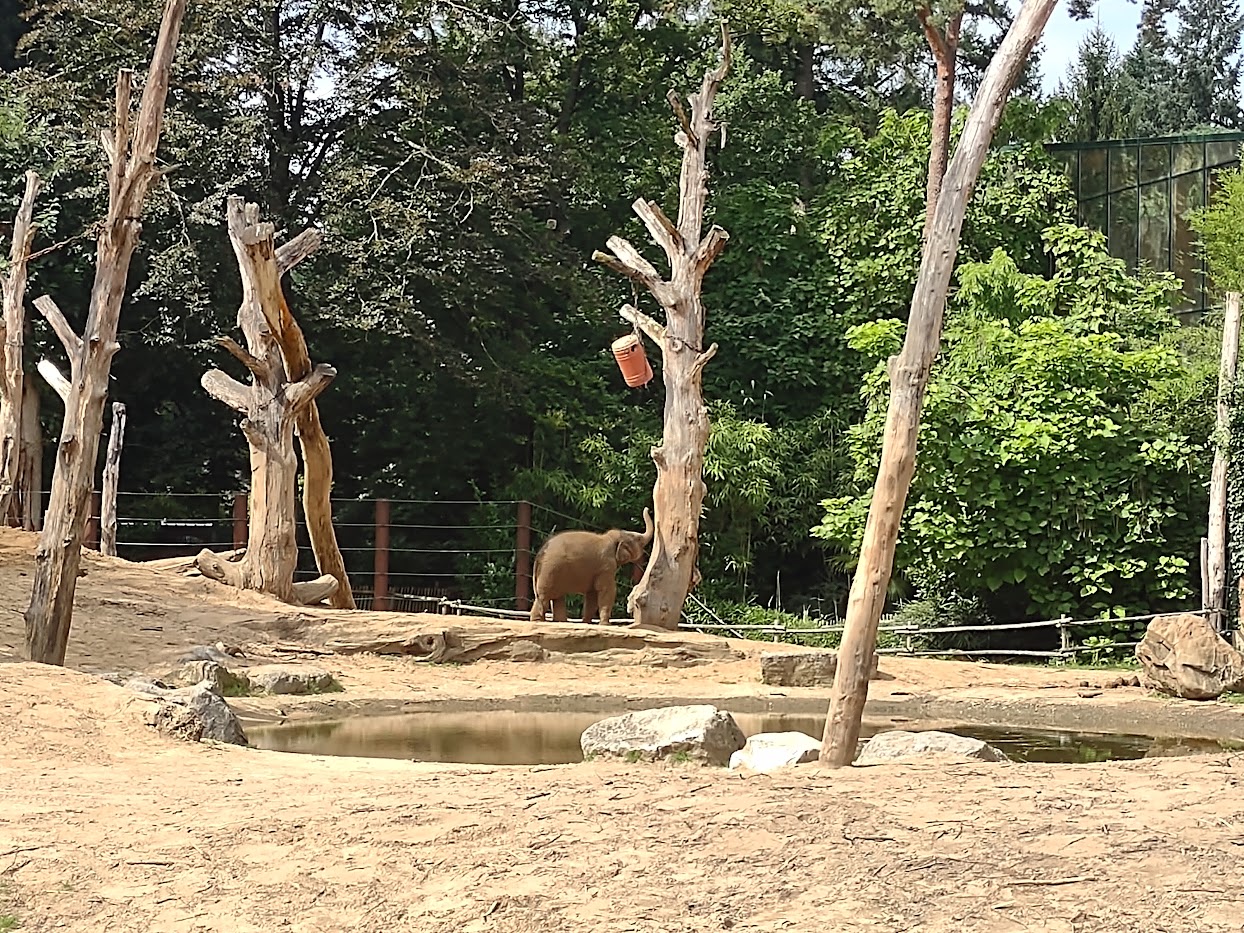 08-2021 Elephant calf 'Yindi' in the outside elephant enclose