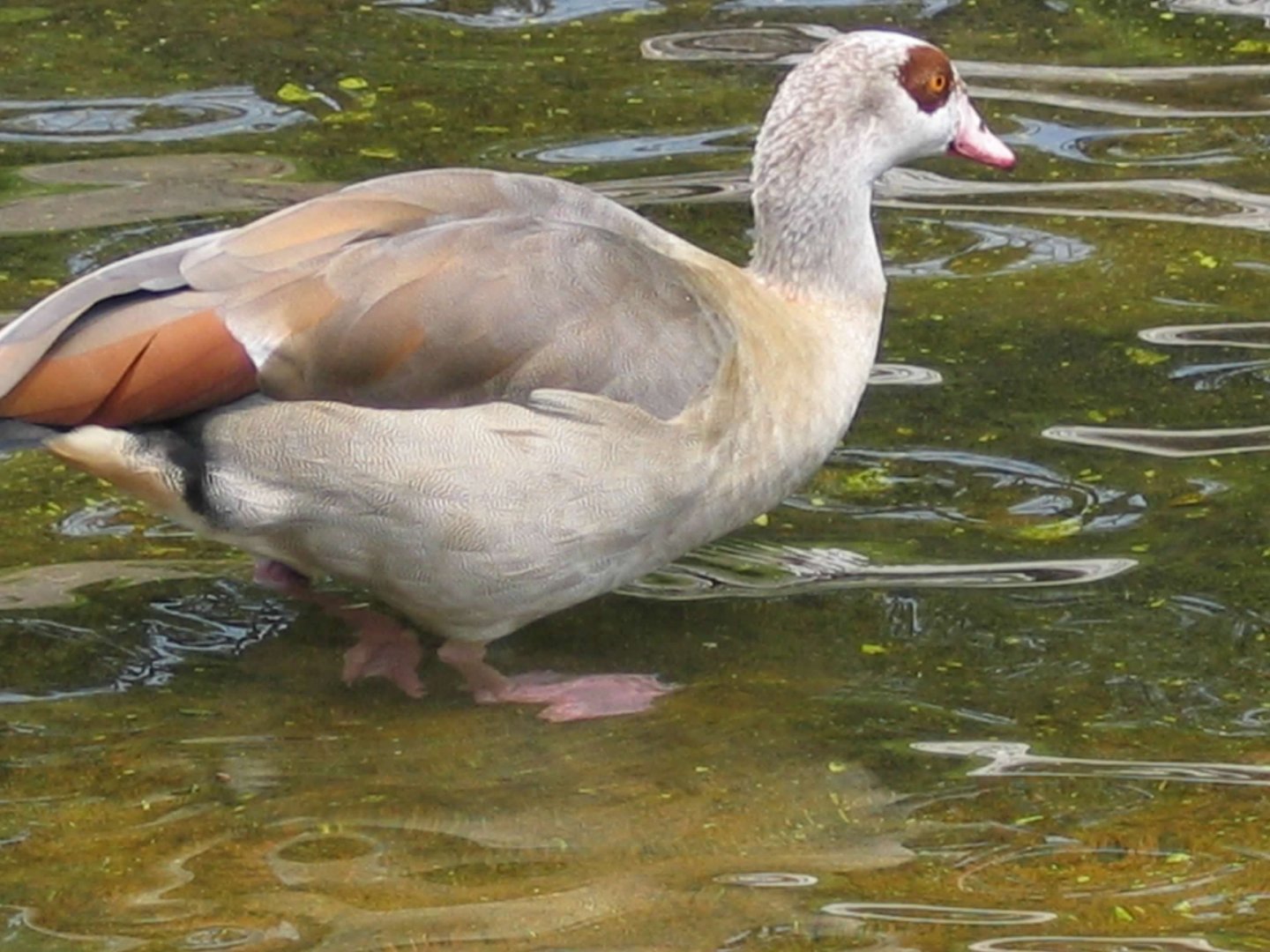 08/23/2004 - Egyptian Goose (Alopochen aegyptiaca)?