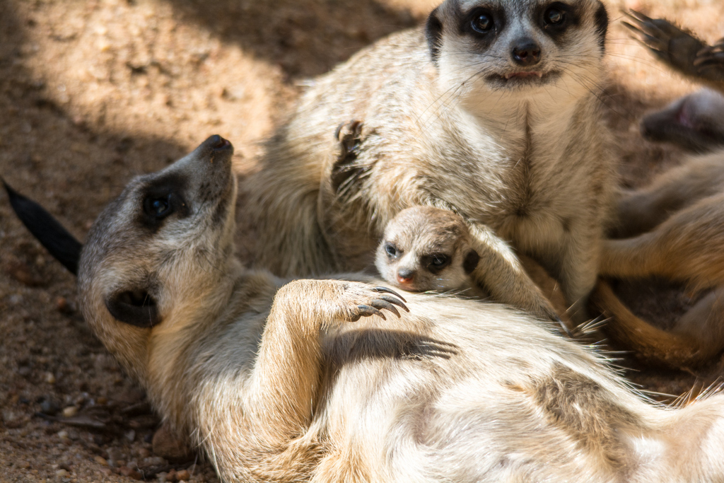 08-Meerkat_TWPZ_-_20140417-2