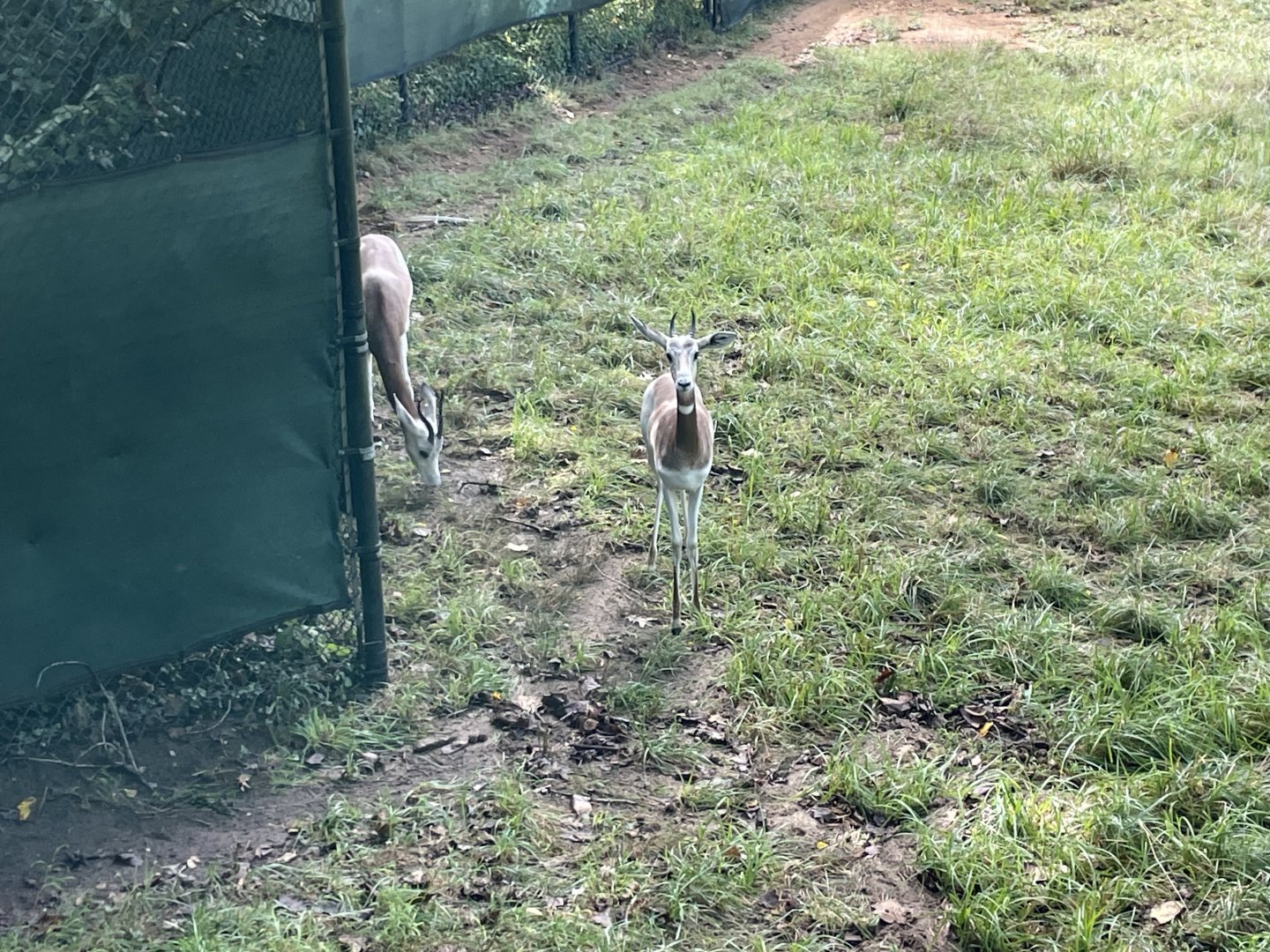 09/13/23 - Addra Gazelle (Nanger dama)