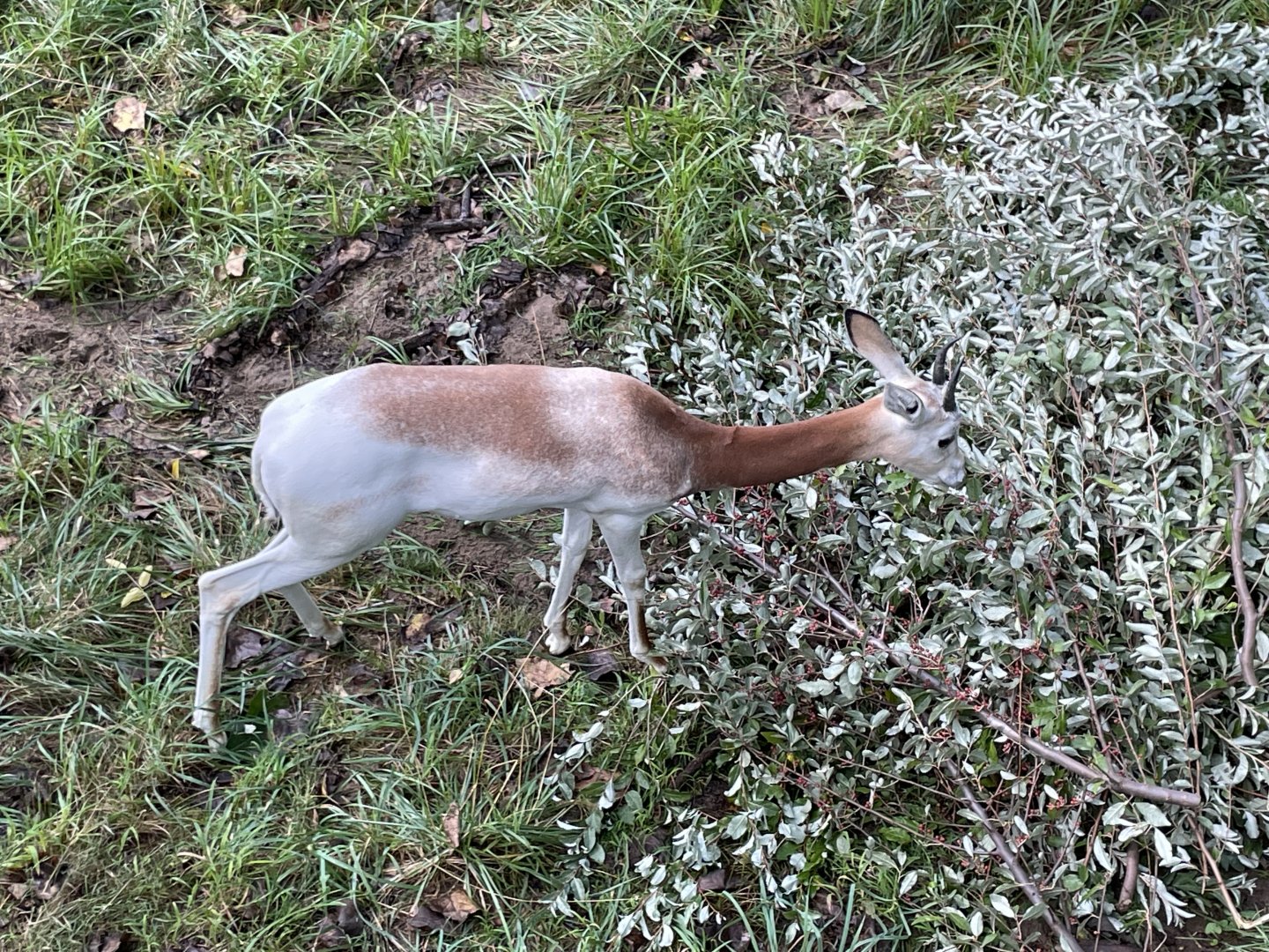 09/13/23 - Addra Gazelle (Nanger dama)