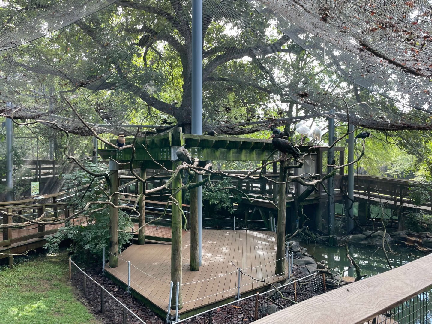 09/13/23 - African Aviary