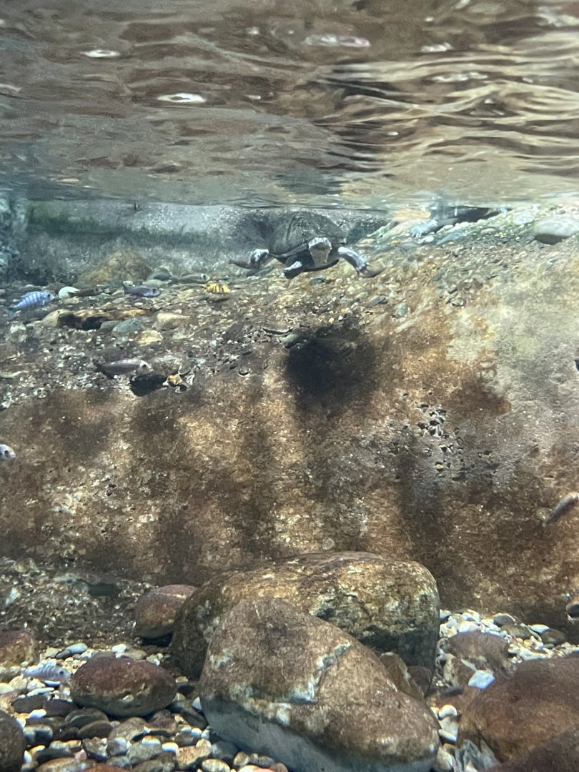 09/13/23 - African Black Mud Turtle (Pelusios subniger)