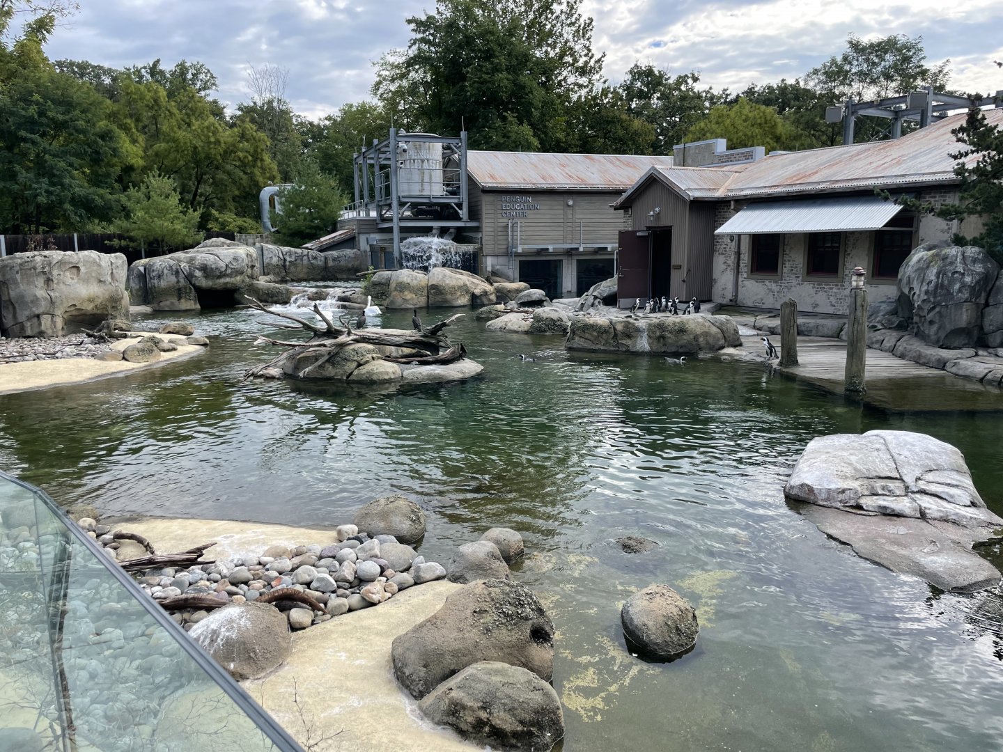 09/13/23 - African Penguin Enclosure