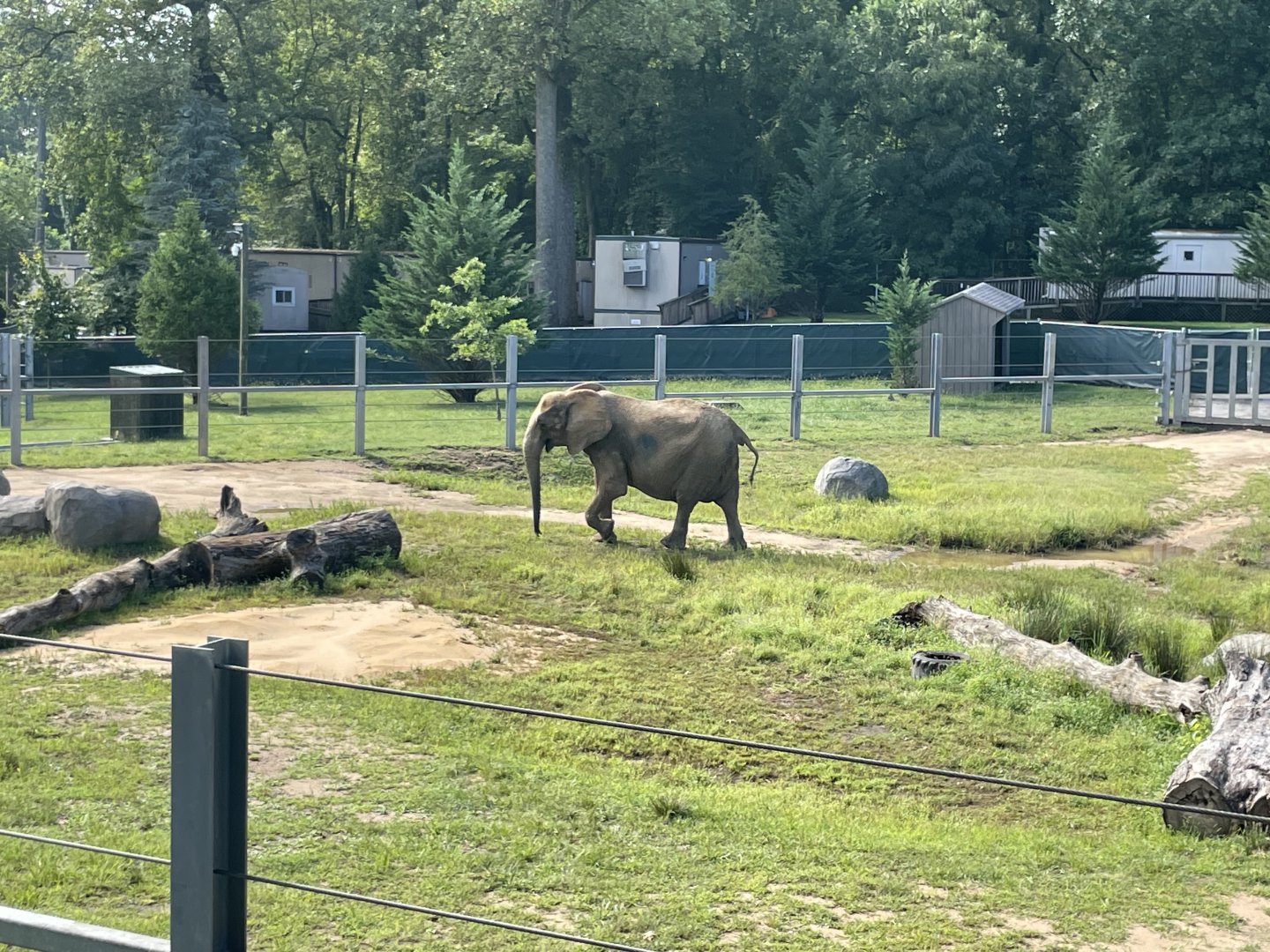 09/13/23 - African Savanna Elephant (Loxodonta africana)