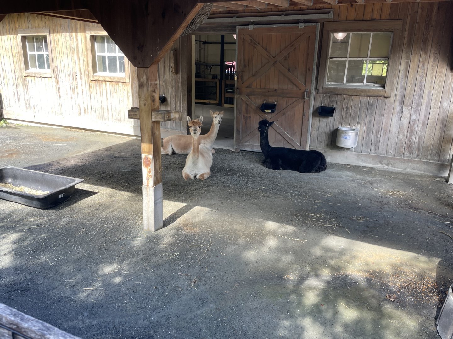 09/13/23 - Alpaca (Lama pacos)