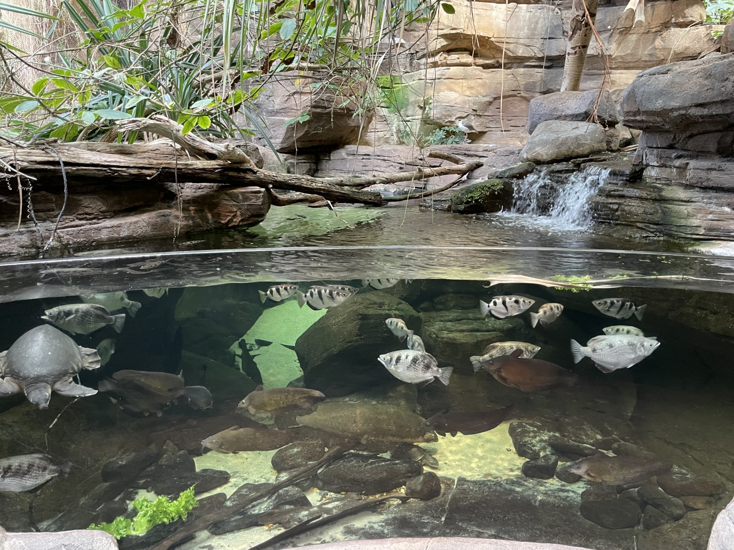09/13/23 - Archerfish, Catfish, Lungfish, and Fly River Turtle