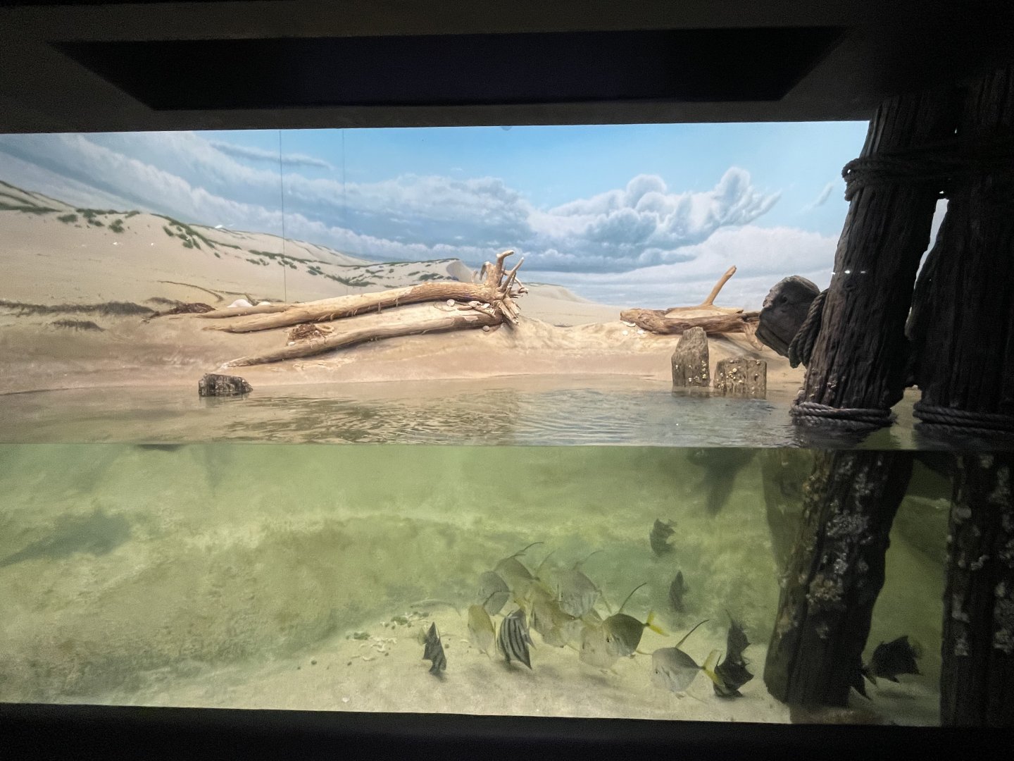 09/13/23 - Assateague Beach Tank