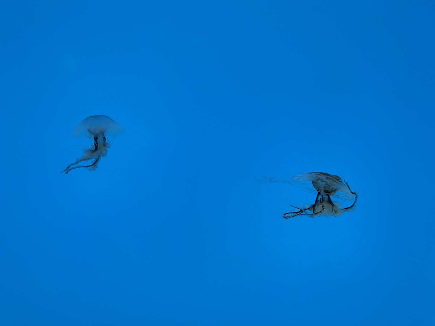 09/13/23 - Atlantic Bay Nettle (Chrysaora quinquecirrha)