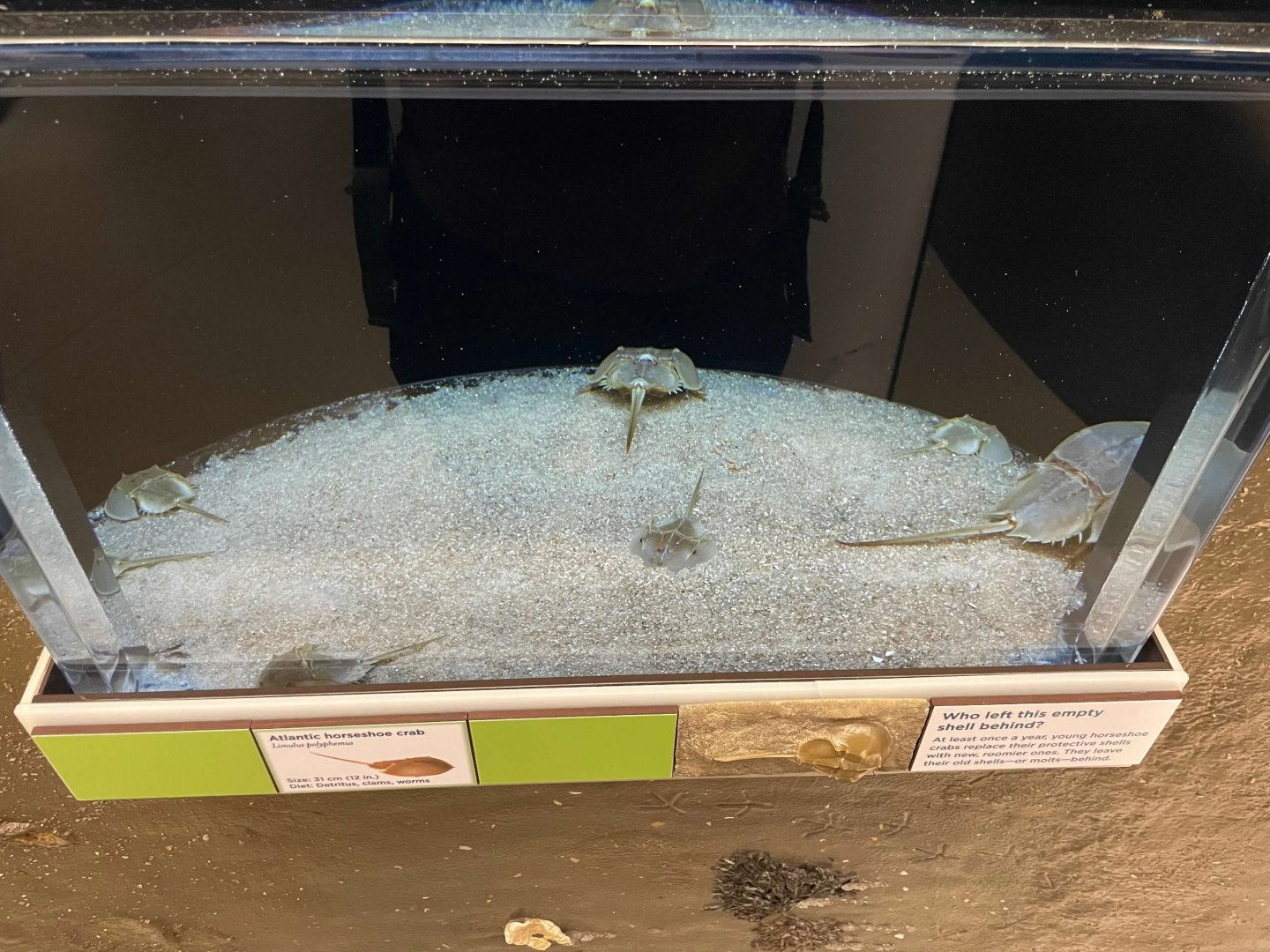 09/13/23 - Atlantic Horseshoe Crab (Limulus polyphemus) Tank