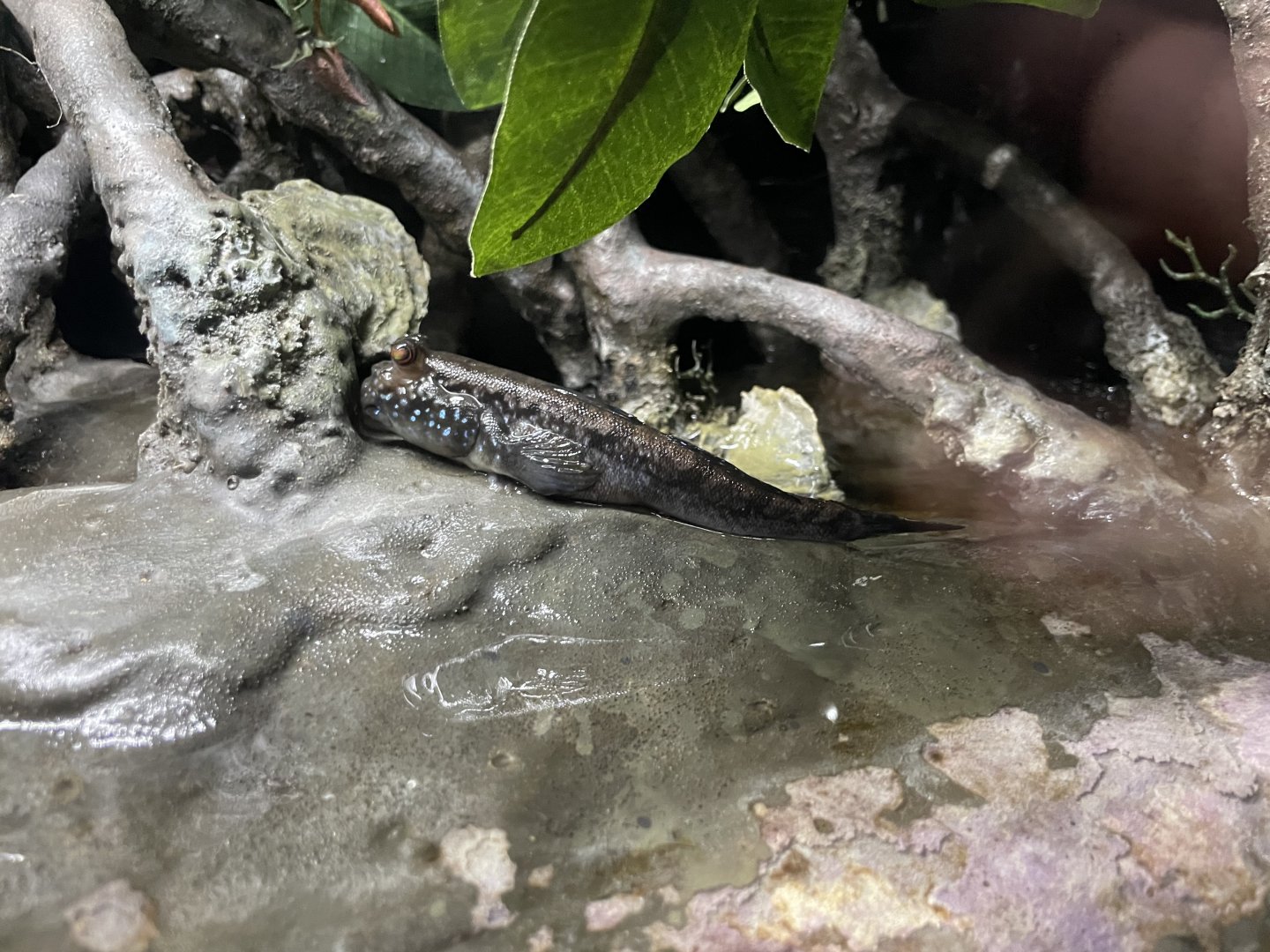 09/13/23 - Atlantic Mudskipper (Periophthalmus barbarus)