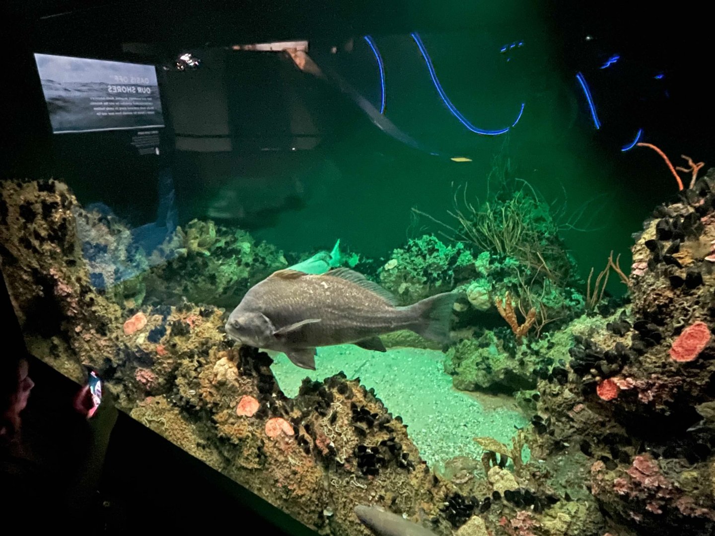 09/13/23 - Atlantic Shelf Tank