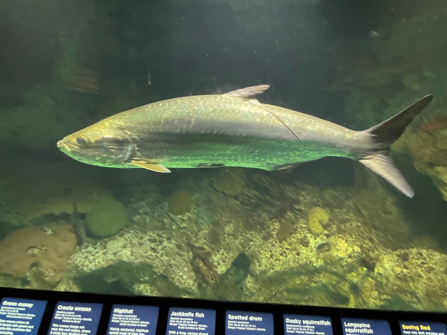 09/13/23 - Atlantic Tarpon (Megalops atlanticus)