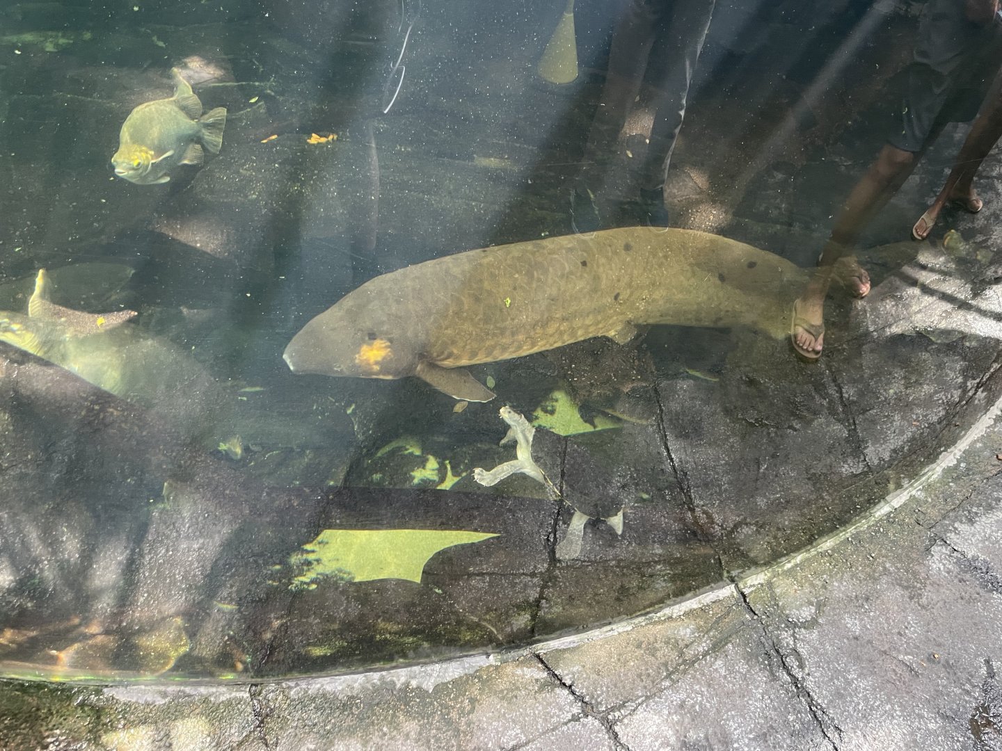 09/13/23 - Australian Lungfish (Neoceratodus forsteri)