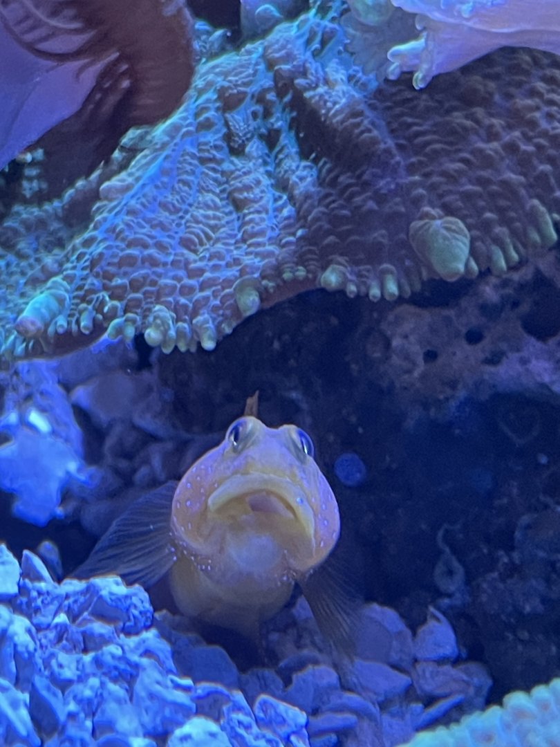 09/13/23 - Banded Shrimpgoby (Cryptocentrus cinctus)