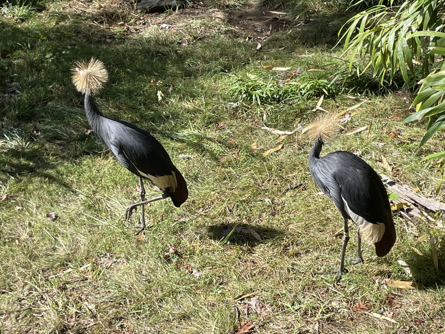 09/13/23 - Black Crowned Crane (Balearica pavonina)