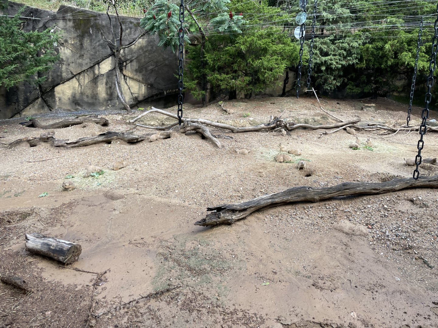 09/13/23 - Black-Tailed Prairie Dogs (Cynomys ludovicianus)