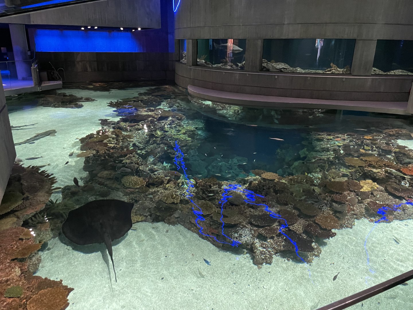 09/13/23 - Blacktip Reef