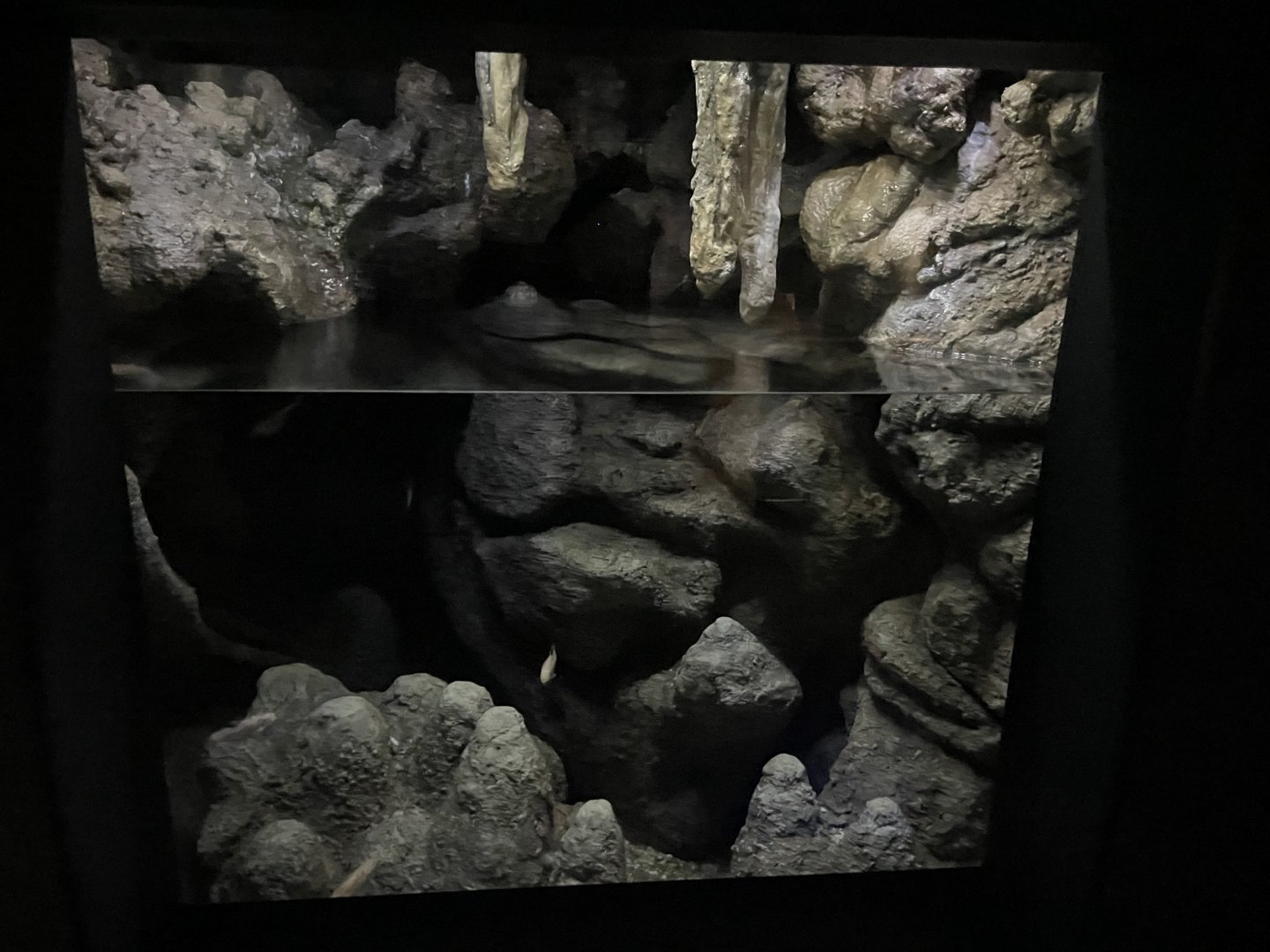 09/13/23 - Blind Cavefish (Astyanax jordani) Tank