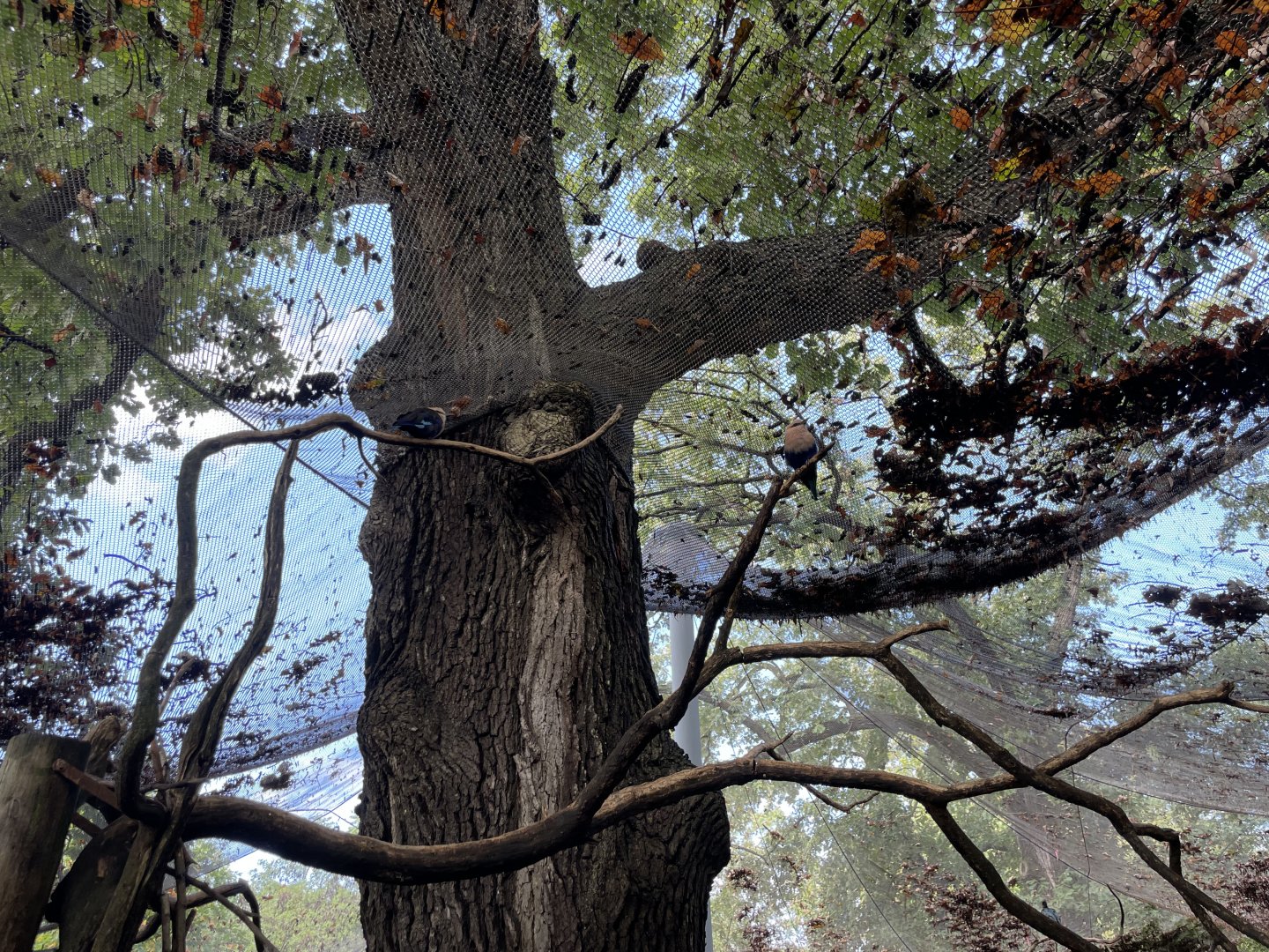 09/13/23 - Blue-Bellied Roller (Coracias cyanogaster)