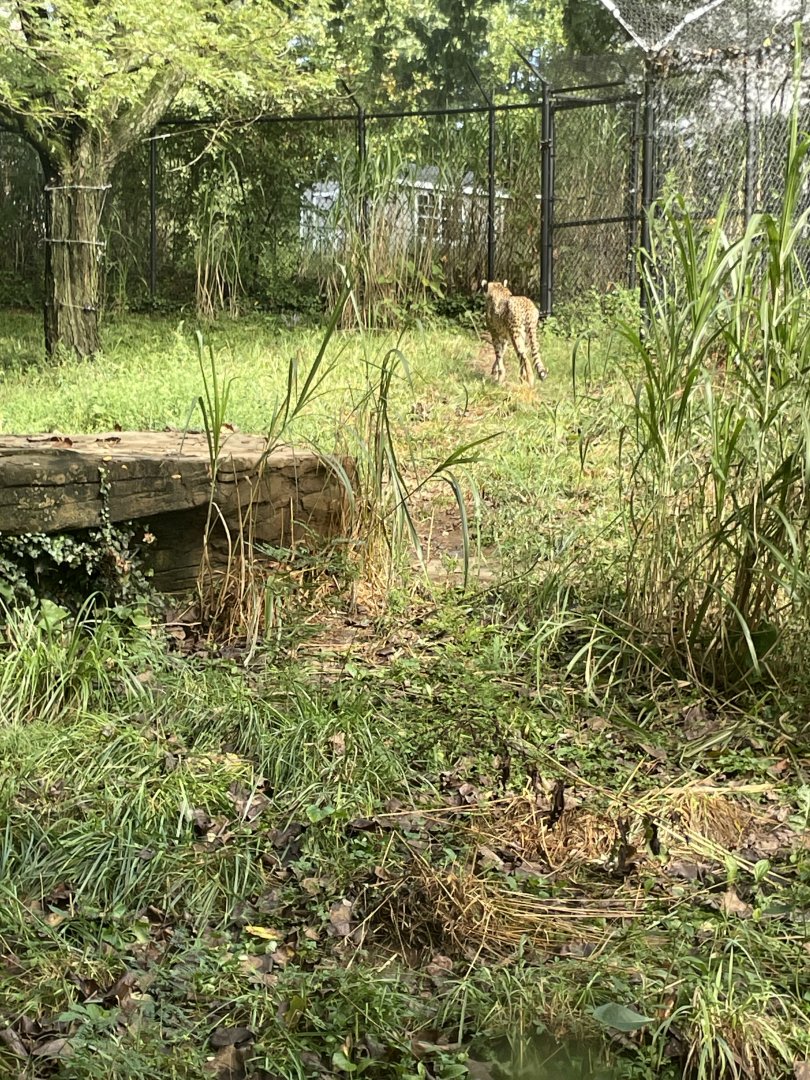 09/13/23 - Cheetah (Acinonyx jubatus)