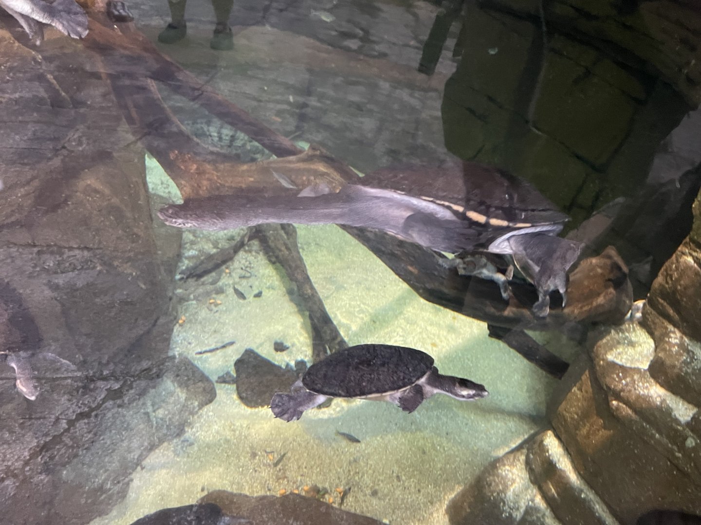 09/13/23 - Darwin Snake-Necked Turtle (Chelodina kurrichalpongo)