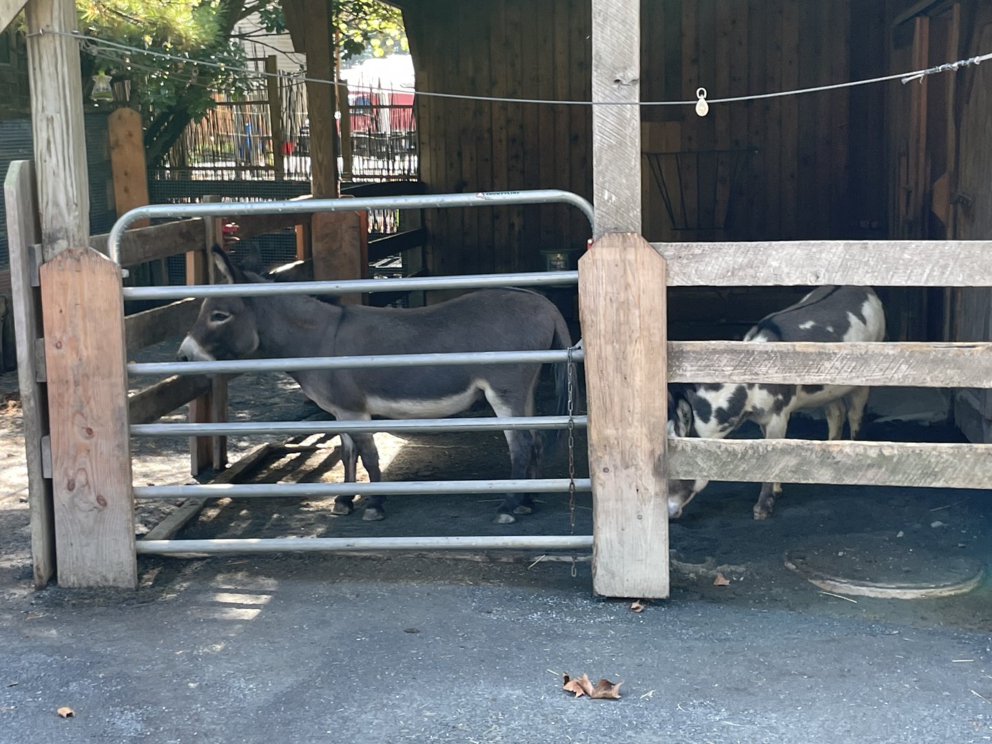 09/13/23 - Donkey (Equus africanus asinus)