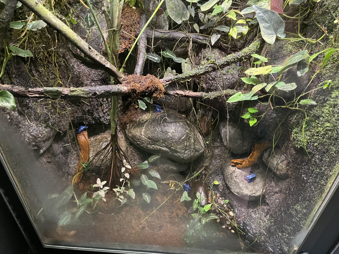 09/13/23 - Dyeing (Dendrobates tinctorius) and Yellow-Banded Poison Dart Frogs (Dendrobates leucomelas)