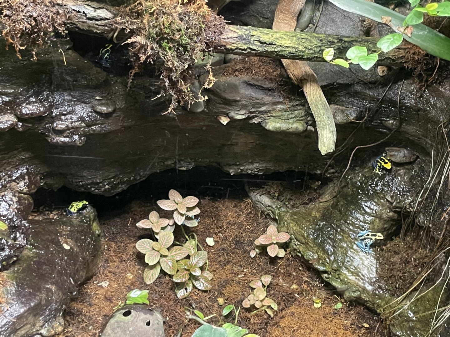 09/13/23 - Dyeing Poison Dart Frogs (Dendrobates tinctorius)