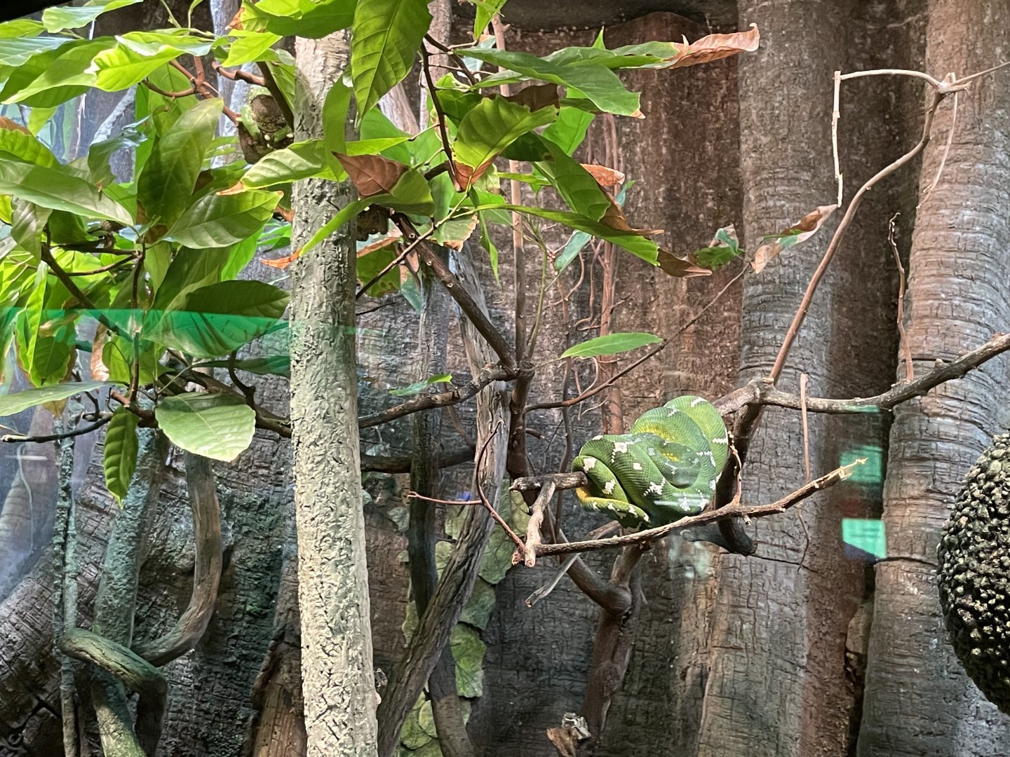 09/13/23 - Emerald Tree Boa (Corallus caninus)