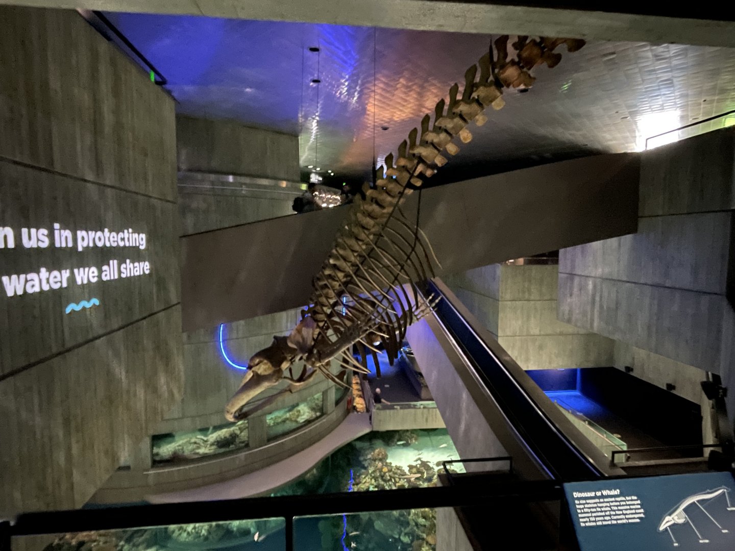 09/13/23 - Fin Whale (Balaenoptera physalus) Skeleton