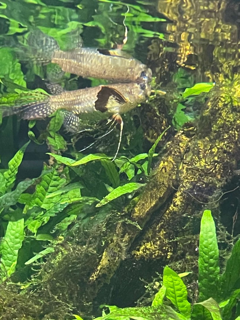 09/13/23 - Freshwater Butterflyfish (Pantodon buchholzi)