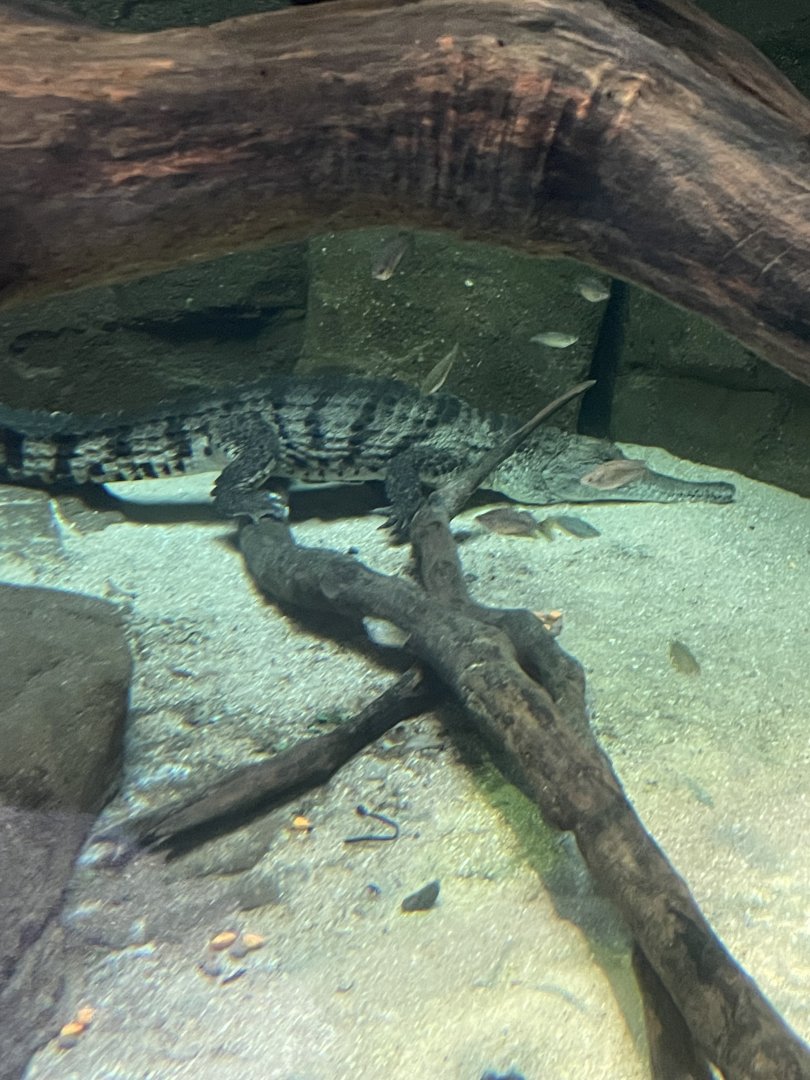 09/13/23 - Freshwater Crocodile (Crocodylus johnstoni)