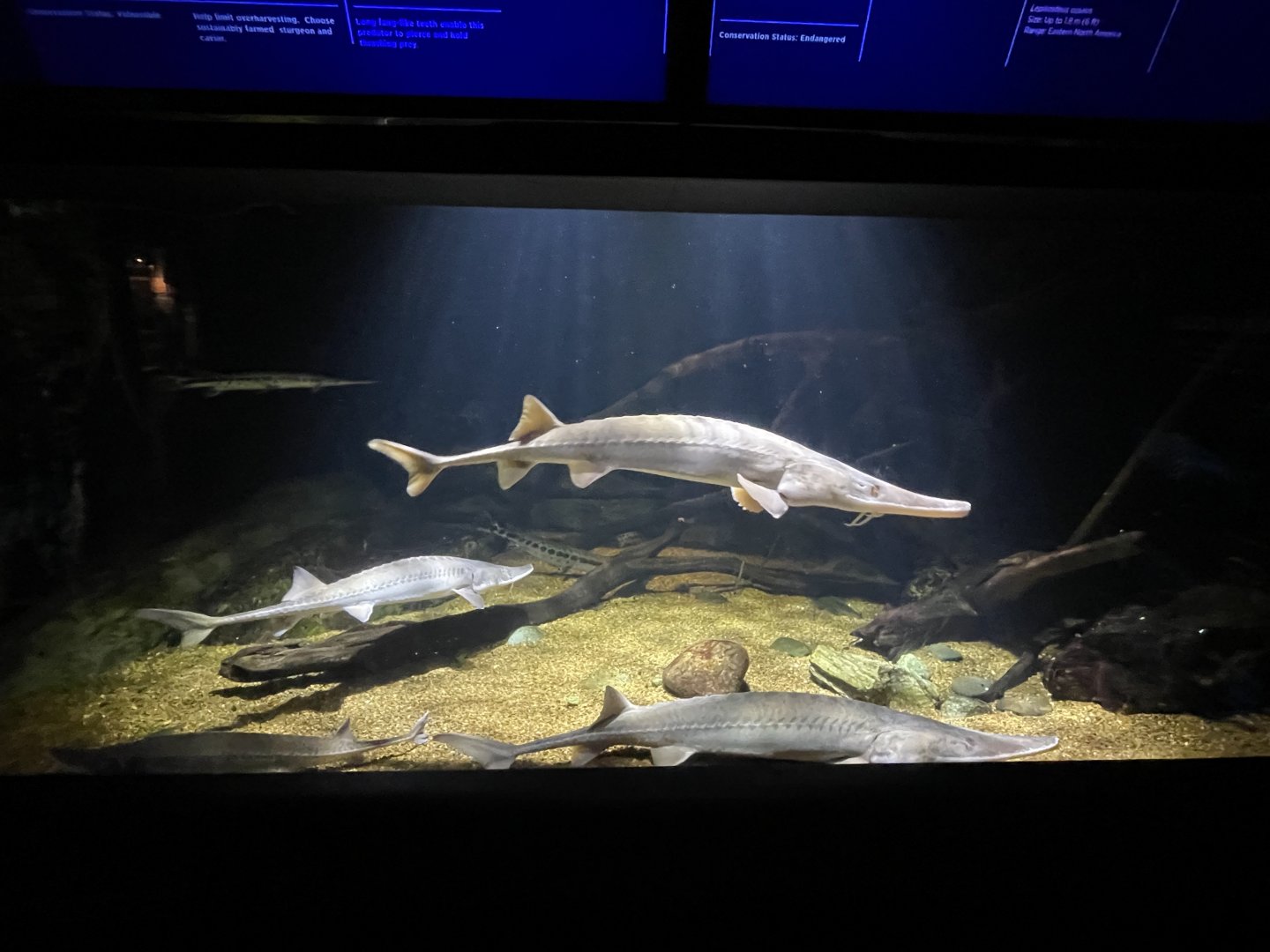 09/13/23 - Gar and Sturgeon Tank