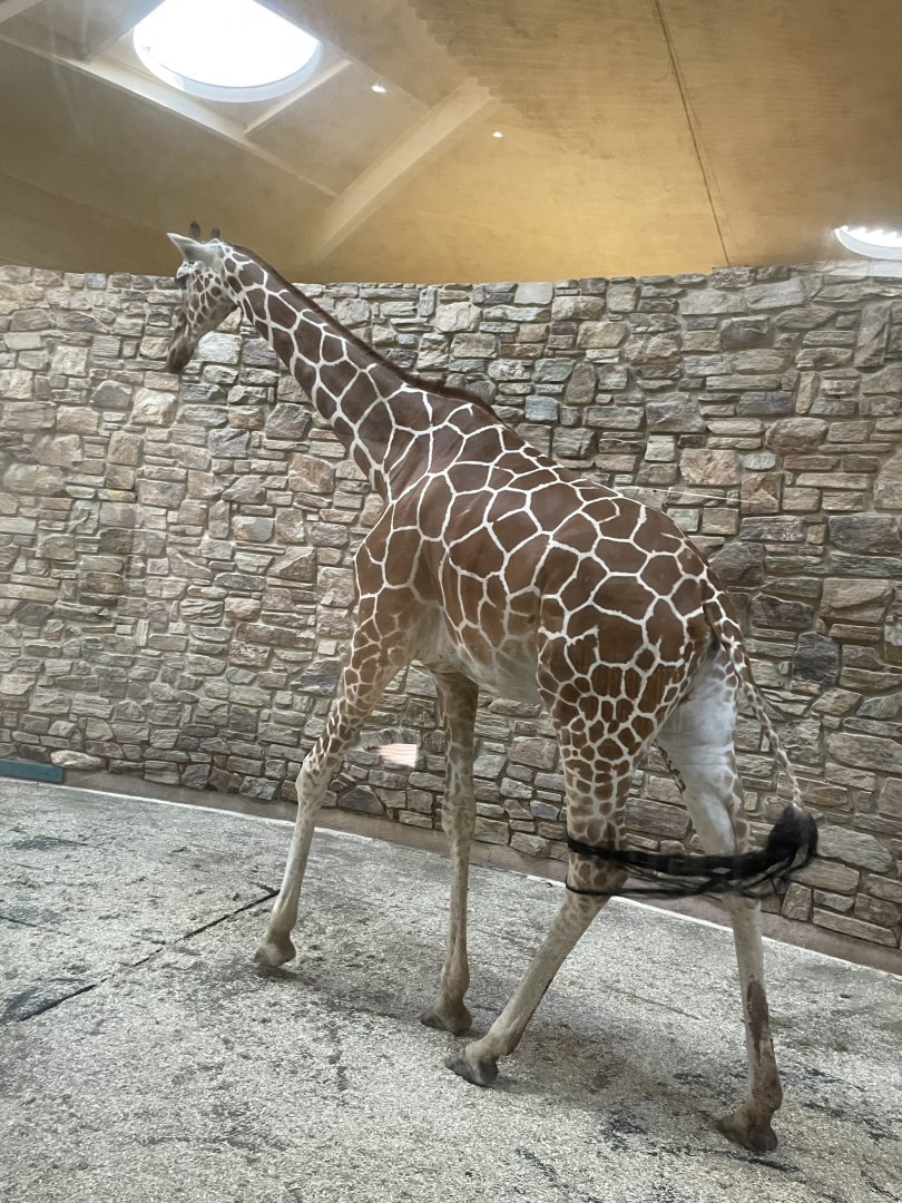 09/13/23 - Giraffe (Giraffa camelopardalis)