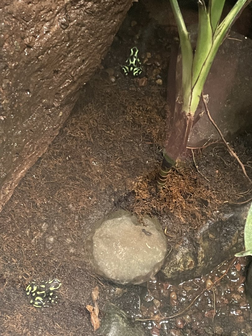09/13/23 - Green-and-Black Poison Dart Frogs (Dendrobates auratus)