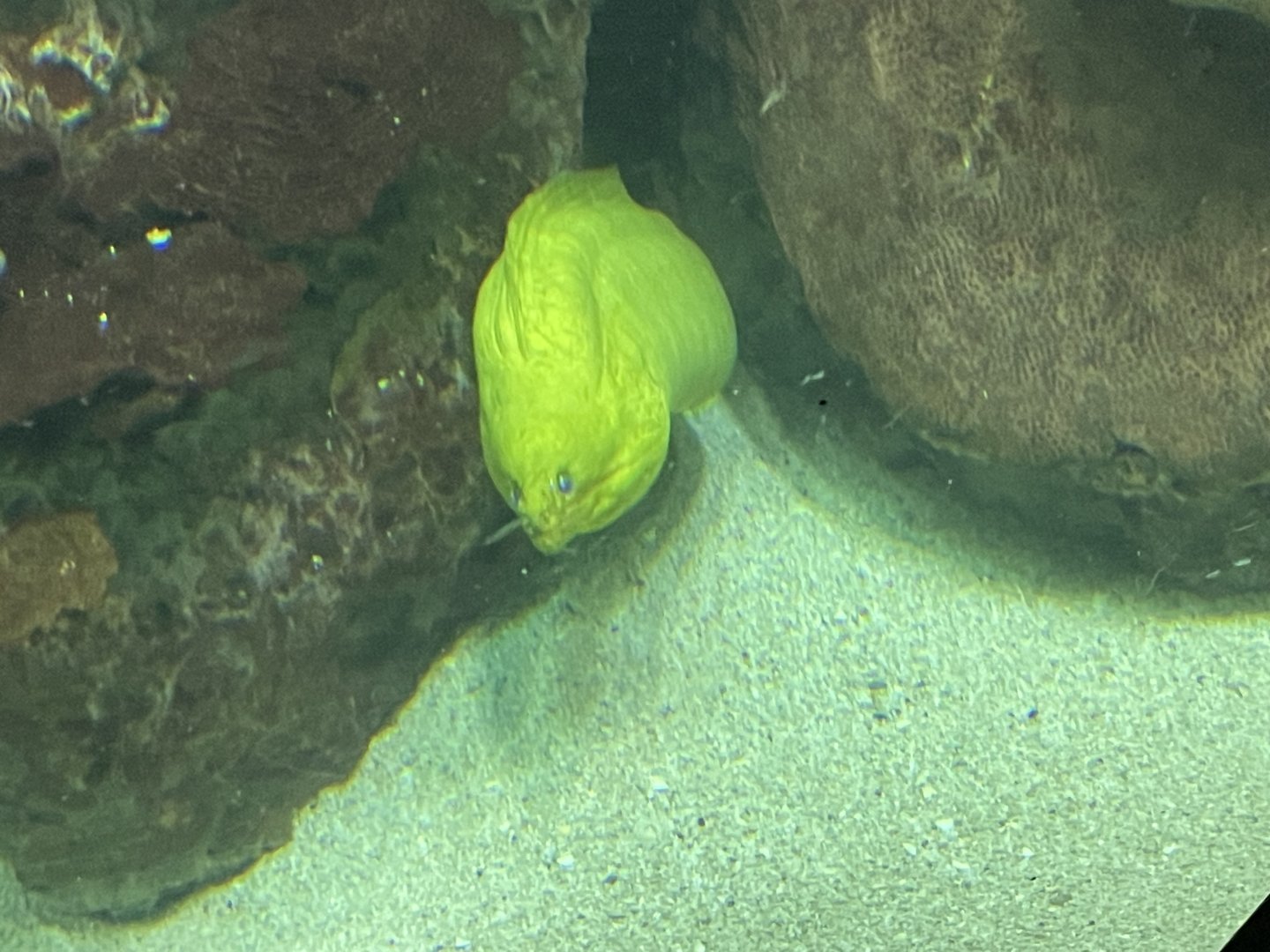 09/13/23 - Green Moray (Gymnothorax funebris)