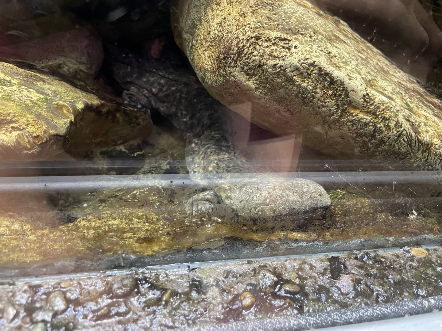 09/13/23 - Hellbender (Cryptobranchus alleganiensis)