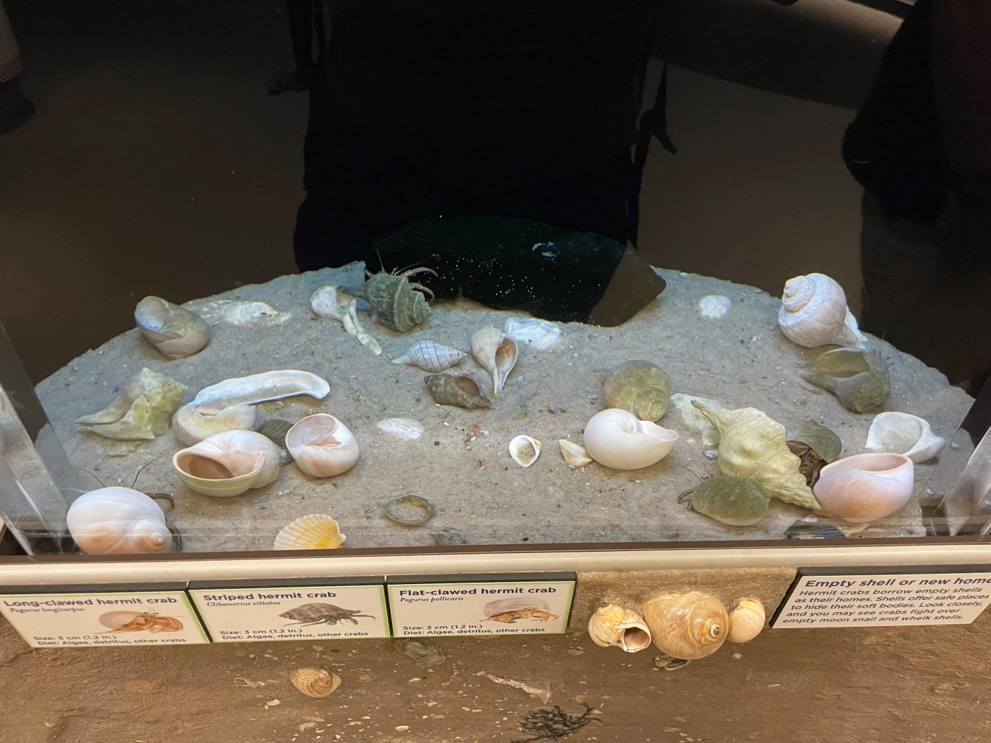 09/13/23 - Hermit Crab Tank
