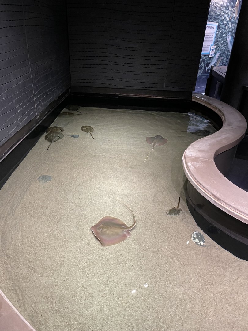 09/13/23 - Horseshoe Crab and Stingray Touch Tank