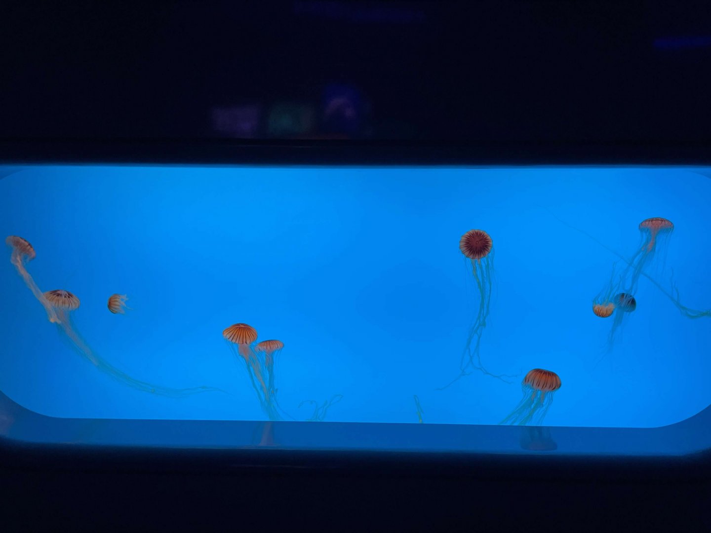 09/13/23 - Japanese Sea Nettle (Chrysaora pacifica)