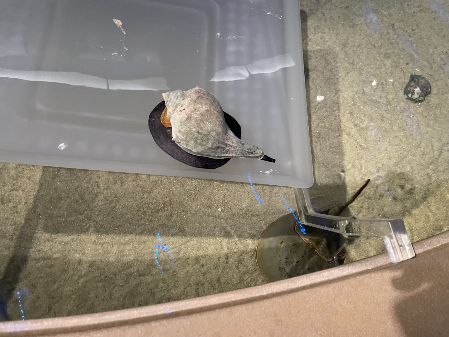 09/13/23 - Knobbed Whelk (Busycon carica) in Touch Tank