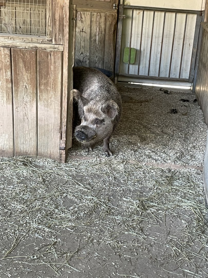 09/13/23 - Kunekune Pig (Sus domesticus)