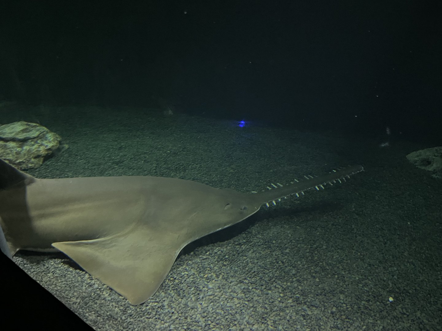 09/13/23 - Largetooth Sawfish (Pristis pristis)