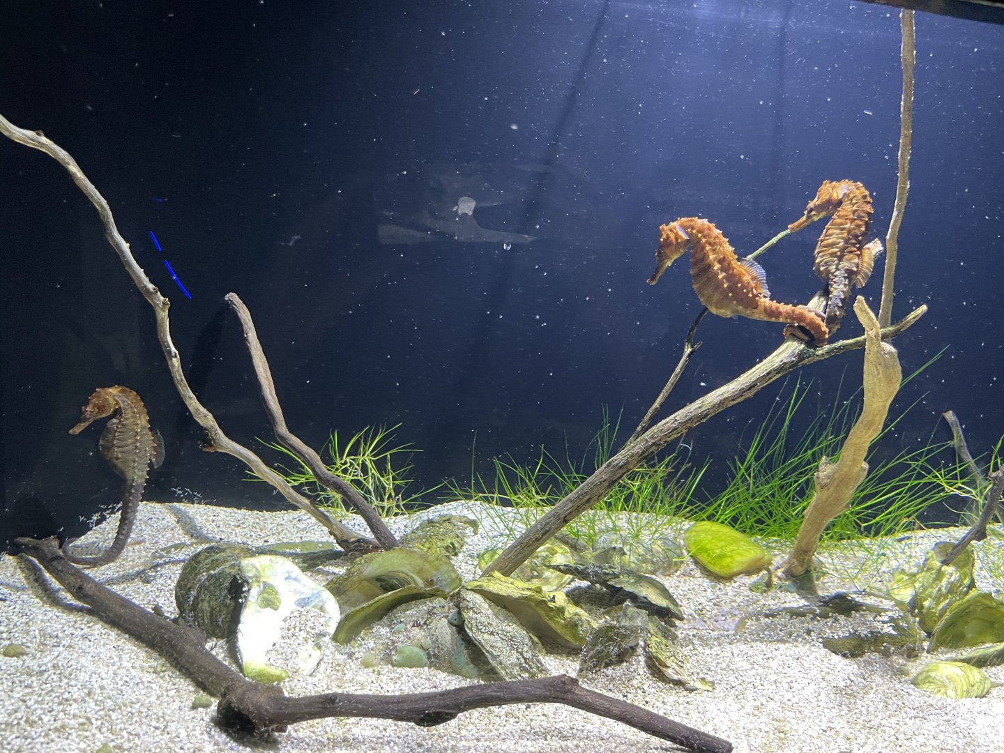 09/13/23 - Lined Seahorses (Hippocampus erectus)