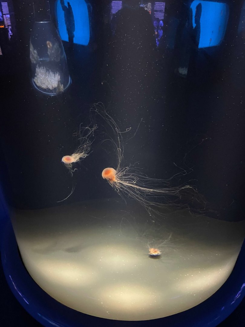 09/13/23 - Lion's Mane Jellyfish (Cyanea capillata)