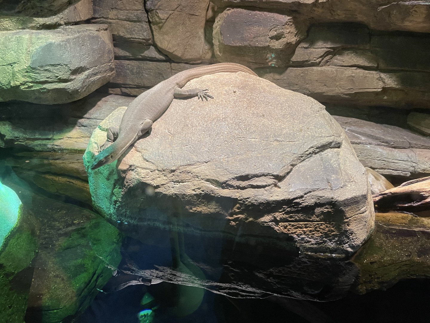 09/13/23 - Merten's Water Monitor (Varanus mertensi)